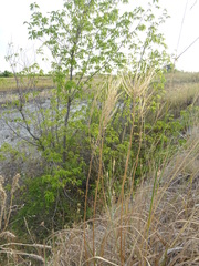 Erysimum hieraciifolium