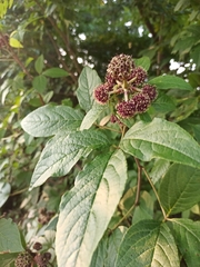 Eleutherococcus sessiliflorus