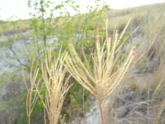Erysimum hieraciifolium