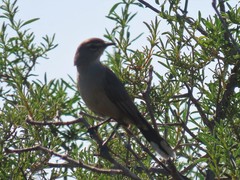 Cercotrichas coryphoeus coryphoeus