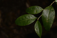 Cleistanthus cunninghamii