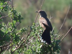 Cercotrichas coryphoeus coryphoeus