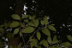 Cleistanthus cunninghamii