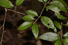 Cleistanthus cunninghamii
