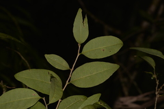 Cleistanthus cunninghamii