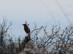 Mirafra apiata apiata