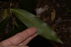 Cinnamomum virens