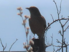 Mirafra apiata apiata