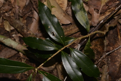 Cinnamomum virens