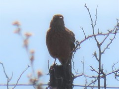 Mirafra apiata apiata