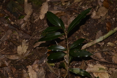 Cinnamomum virens