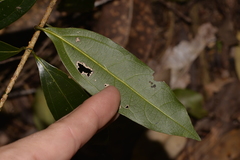 Cinnamomum virens