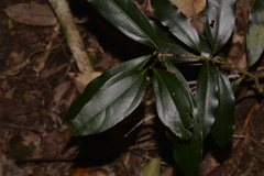 Cinnamomum virens