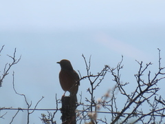 Mirafra apiata apiata