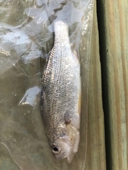 Cynoscion nothus