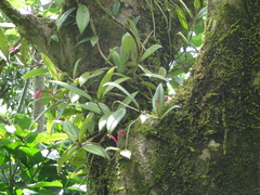 Aeschynanthus perrottetii