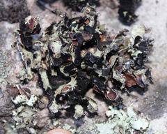 Xanthoparmelia hottentotta