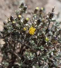 Oedera spinescens