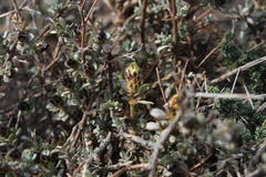 Oedera spinescens