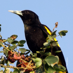 Cassiculus melanicterus