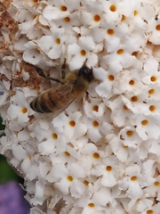 Apis mellifera