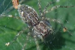 Dendrolycosa robusta