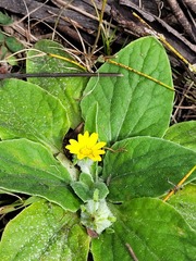 Cymbonotus lawsonianus