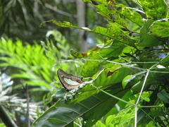 Polyura athamas