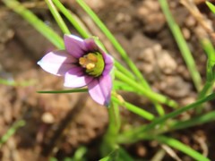 Romulea minutiflora