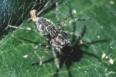 Dendrolycosa robusta