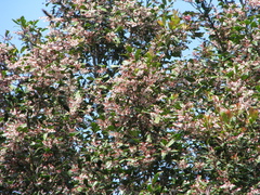 Elaeocarpus serratus