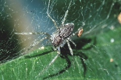 Dendrolycosa robusta