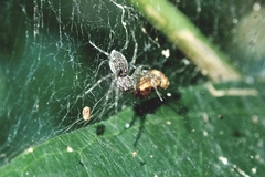 Dendrolycosa robusta