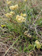 Helichrysum arenarium