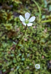 Gentianella grisebachii
