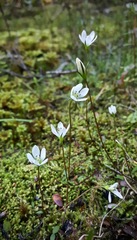 Gentianella grisebachii