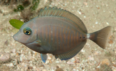 Prionurus maculatus