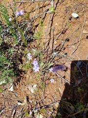 Gilia clivorum