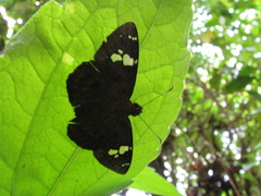 Coladenia indrani
