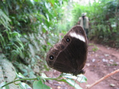 Mycalesis anaxias