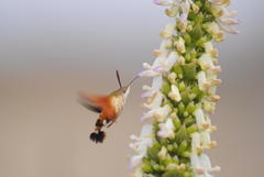 Macroglossum trochilus