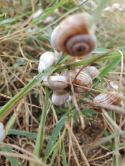 Xeropicta derbentina