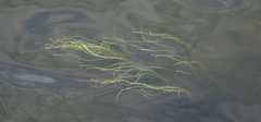 Vallisneria spiralis