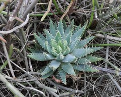 Aloe brevifolia