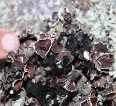 Xanthoparmelia hottentotta