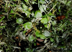 Ranunculus ranceorum