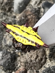 Gasteracantha diadesmia