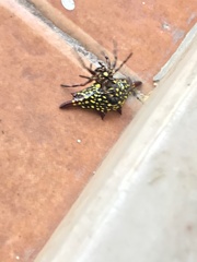 Gasteracantha diadesmia