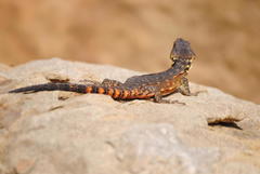 Pseudocordylus melanotus