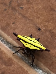 Gasteracantha diadesmia